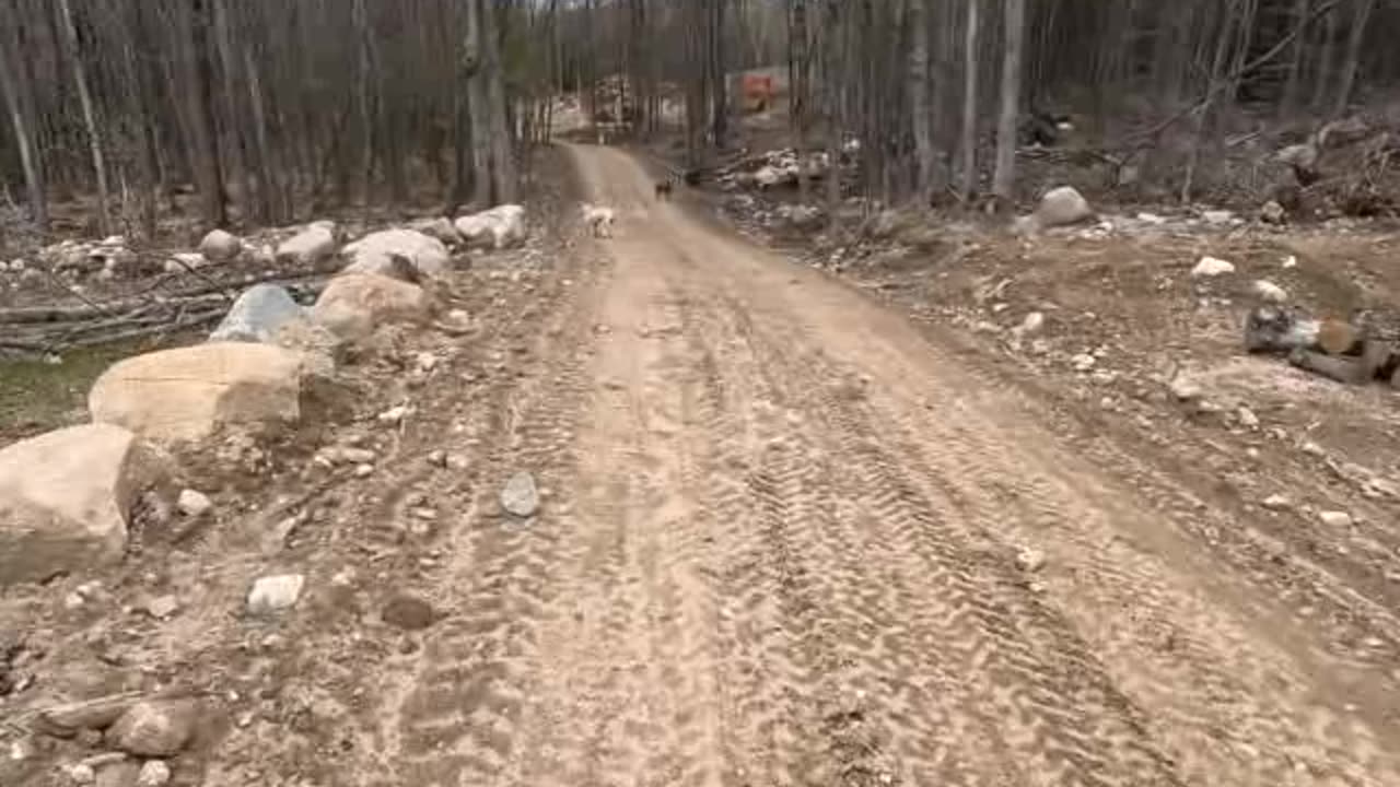 Relaxing Walk With Dogs