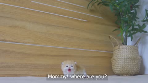 Tiny Kitten Pudding is crying to find mother cat