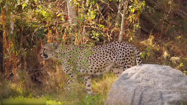 Todos os tipos de animais que vivem na floresta tropical do Brasil levam você ao mundo animal #7