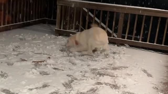 POV: your puppy is absolutely losing it over his first snowfall