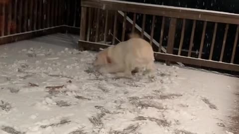 POV: your puppy is absolutely losing it over his first snowfall