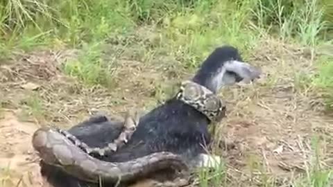 Village Boys Found Giant Snake Attack Poor Goat At The Field