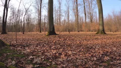 Relaxing Music | Sleeping, Meditation, Stress Relief | [1339] ⭐️