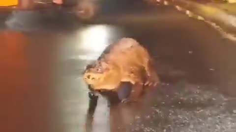 Crocodile roaming the streets after heavy rains