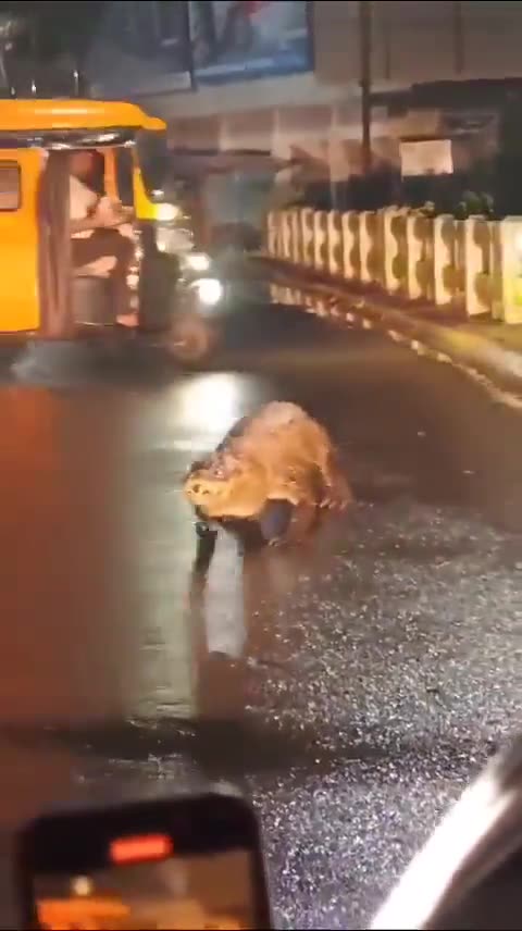 Crocodile roaming the streets after heavy rains