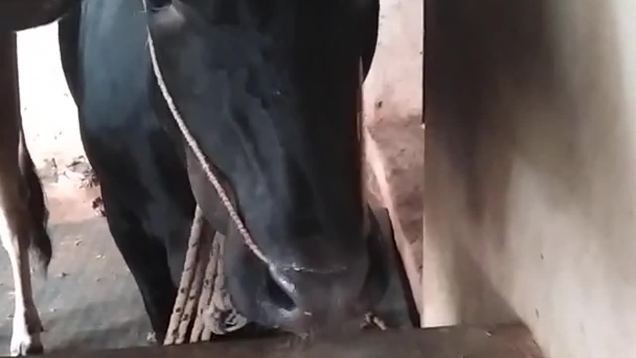 Cow video