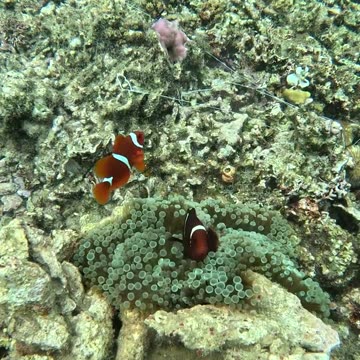 Snorkeling Adventures Philippines. Wow, Clown Fish look how cute and playful they are.