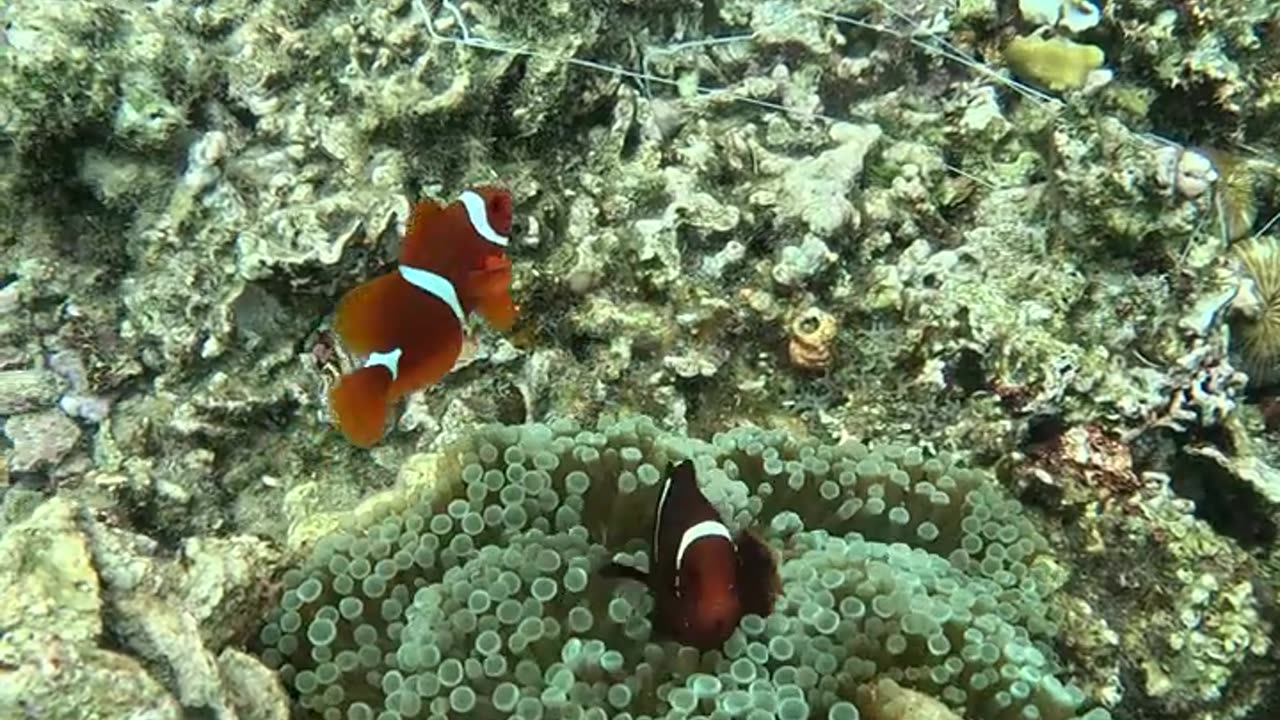 Snorkeling Adventures Philippines. Wow, Clown Fish look how cute and playful they are.