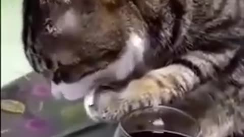 drunk cat