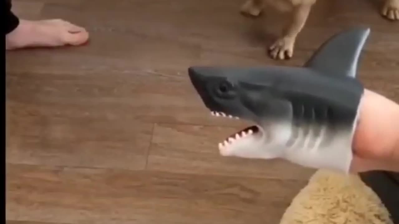 Funny Pets 😀 #funny #pets