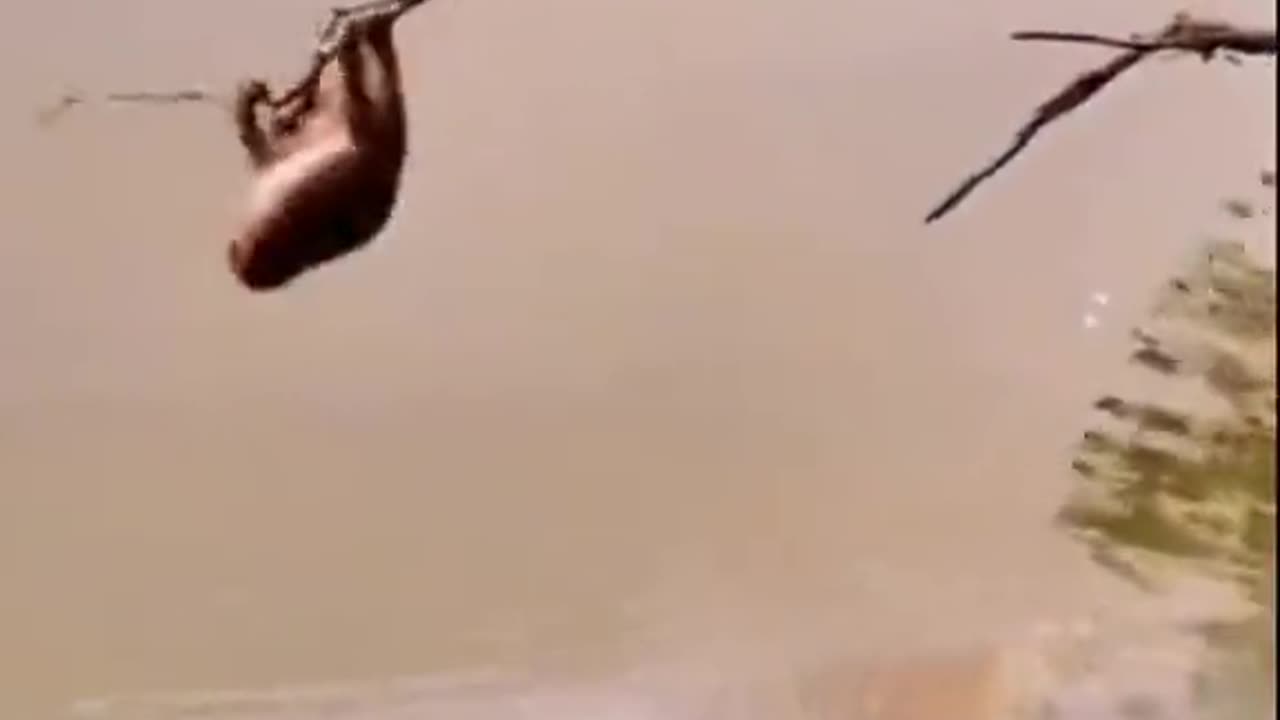 Lion king & monkey don