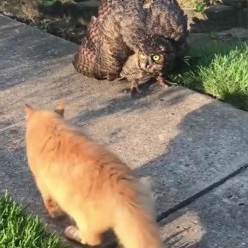 Owl ready to fight with cat! No Fear