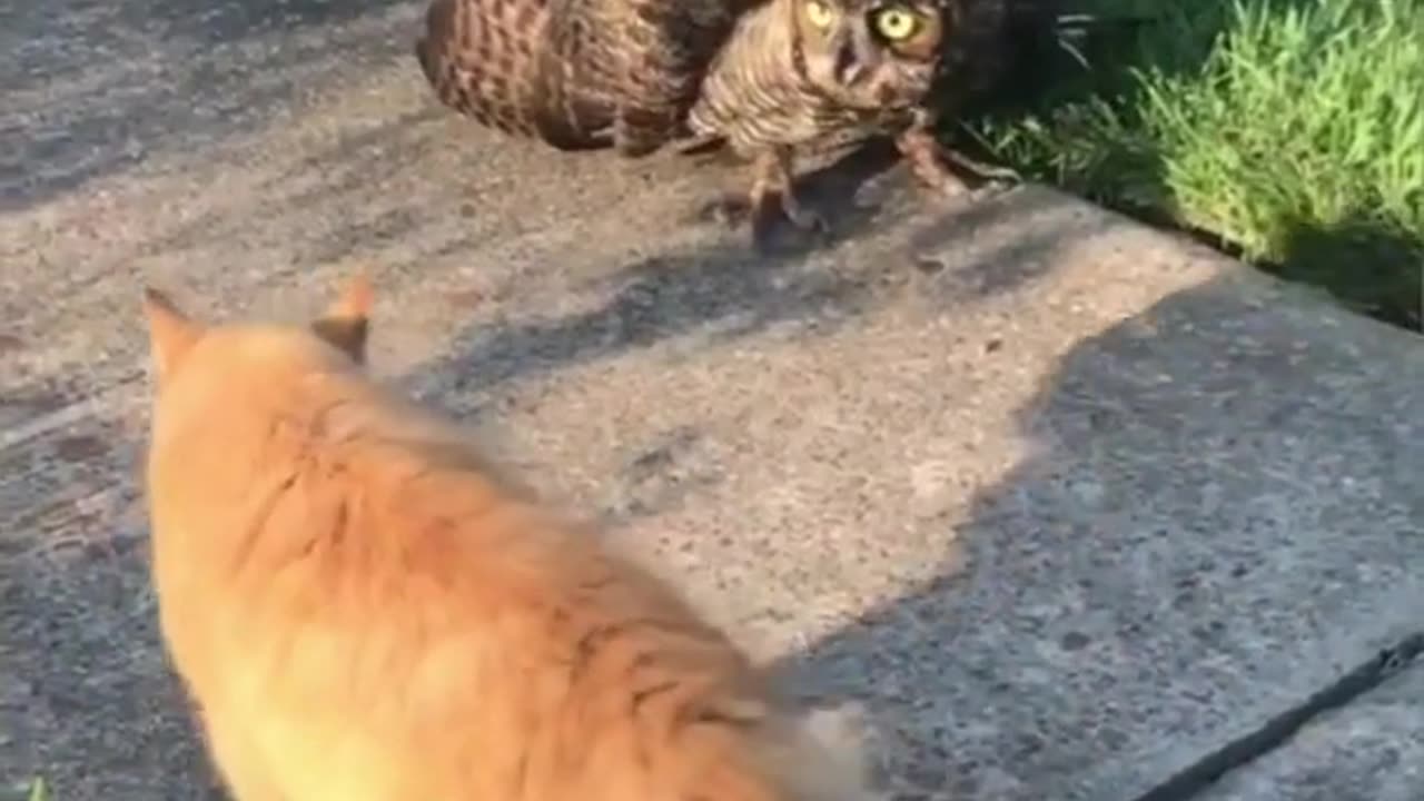 Owl ready to fight with cat! No Fear