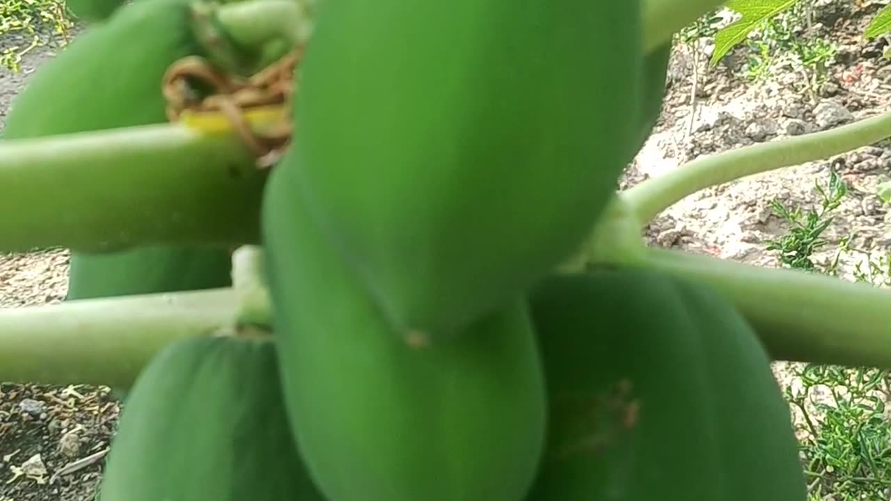 Papaya tree 🎄🌴