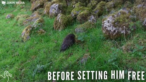 Hedgehog Who Fell Through Grate Gets The Cutest Lift Back Up To Dry Land