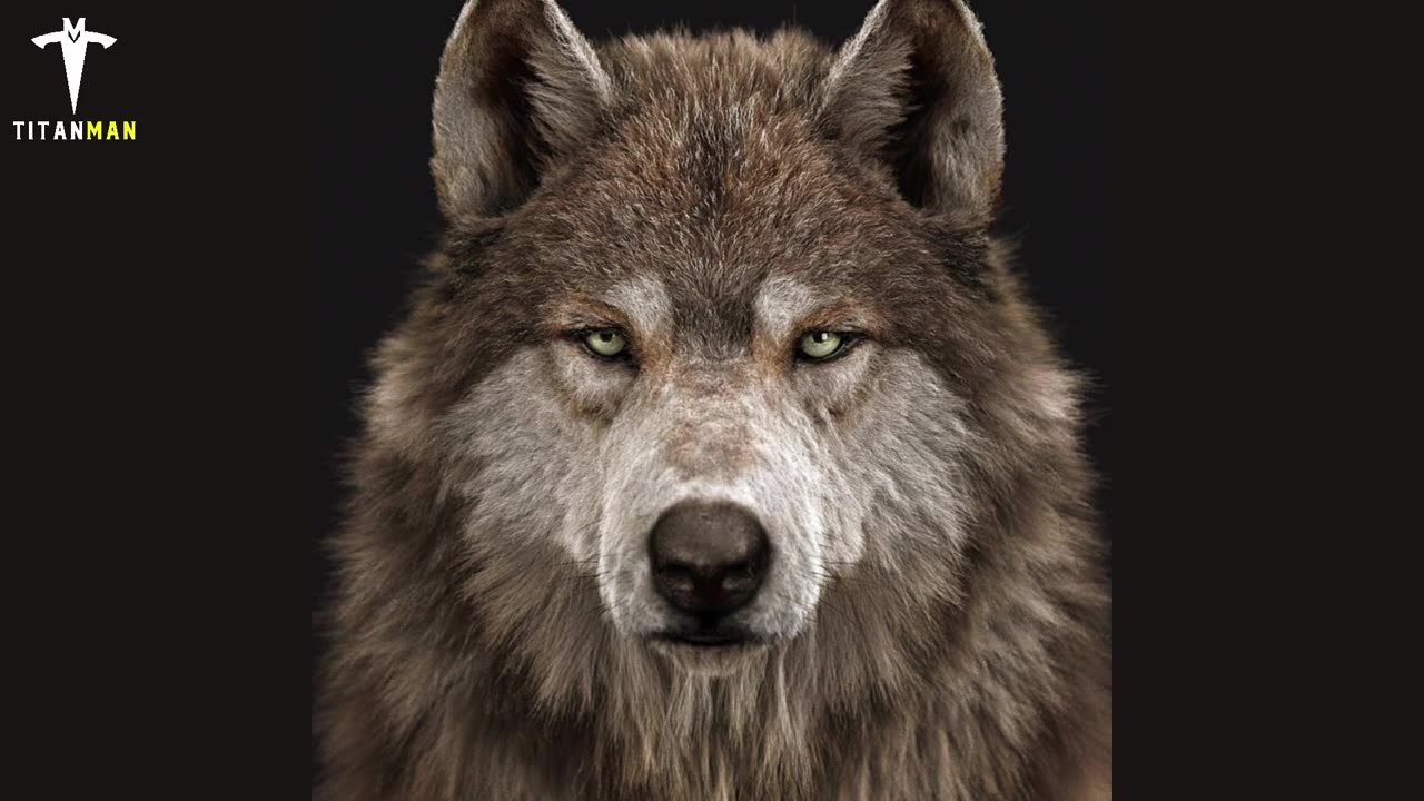 Attitude of wolf
