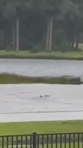 SHARKICANE? Sharks swept into Fort Myers during Hurricane Ian