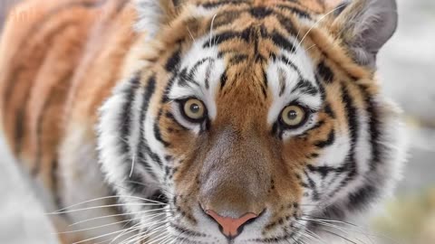 Animals voice