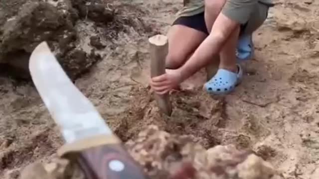 Getting Drinking Water From a Tree 🌳