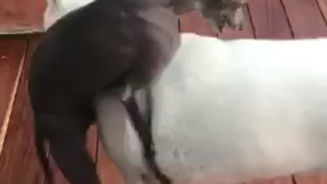 MAX loves to play with his friend.