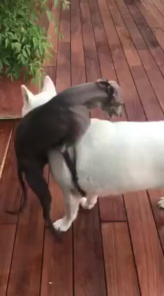 MAX loves to play with his friend.