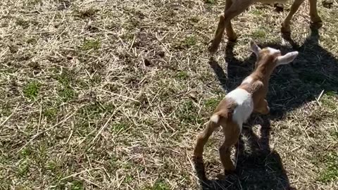 Goat Headbutts Kid