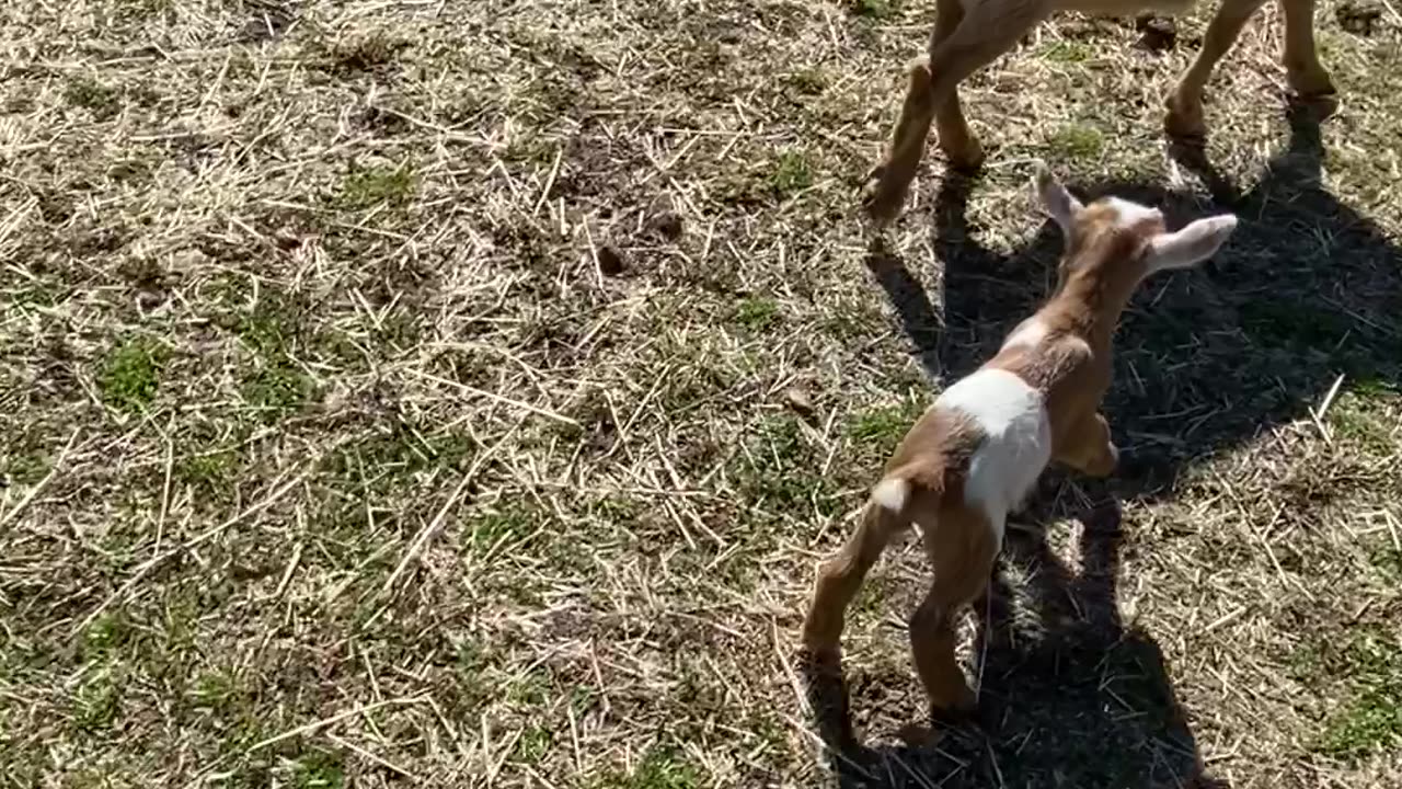 Goat Headbutts Kid