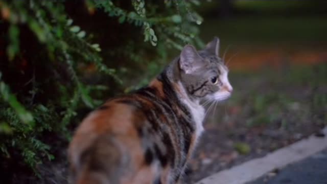 The most most most funny cat...😽😽😽😽😙😙😙😘😘😘😺😺