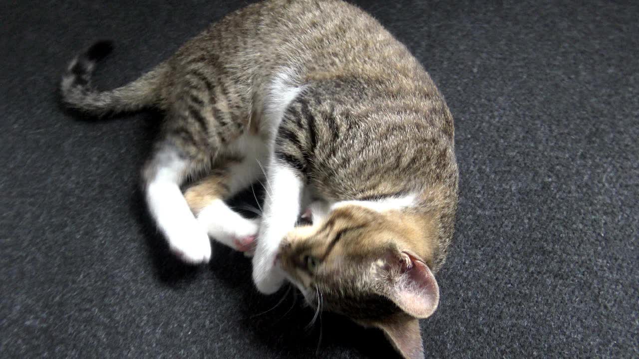 Fuzzy Fluff Ball Plays with Toy Mouse