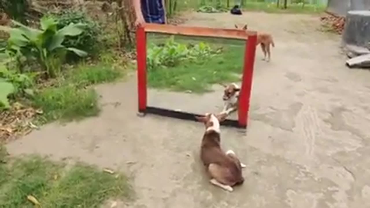 Dog & dog war