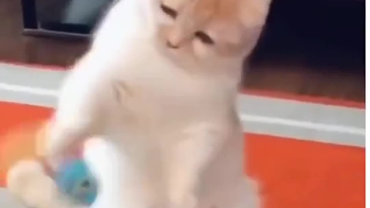 beautiful cat video ۔.