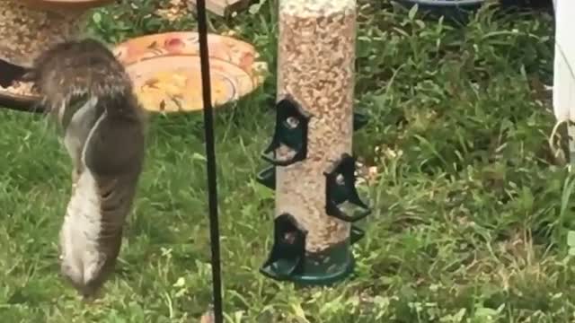 Cheeky Chipmunk Steals Squirrel's Snack