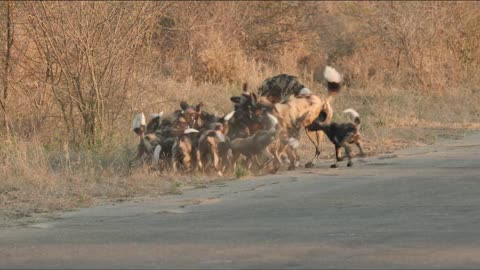 HUGE wild dog pack with puppies!! 