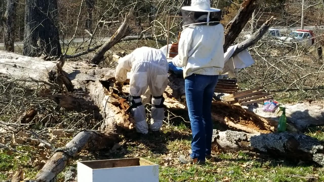 Rescuing Bee Hive Part 1