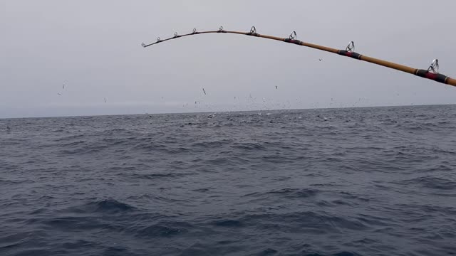 Boiling yellowfin tuna