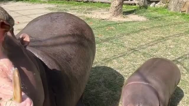 Baby hippos