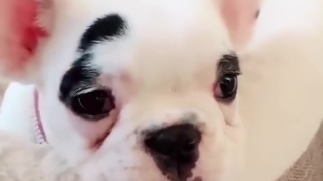 Unforgettable Funny Dog Videos That Will Melt Your Heart