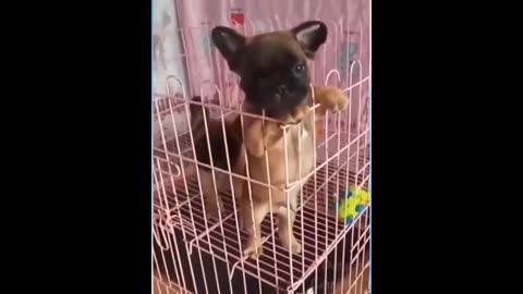 Best Funny Animal Videos so far in 2024!! Check it out!