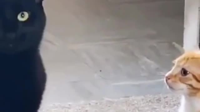Funny cats