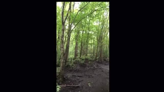 Exploring the Bridgewater triangle