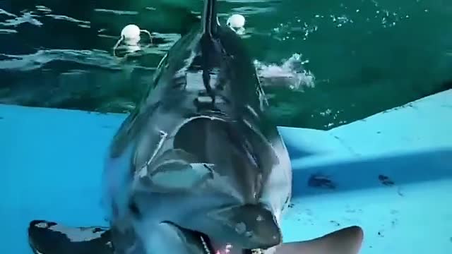 Have you ever seen a dolphin so funny?