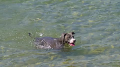 dog swimming in river