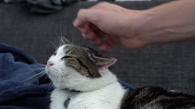 Funny cat !