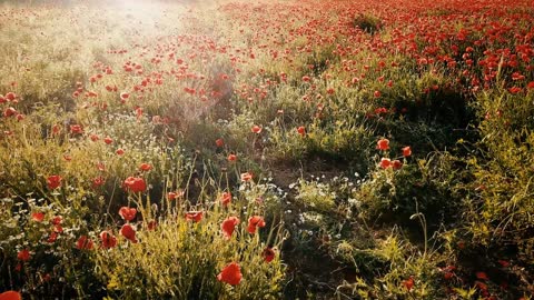 Beauty of nature/red flowers