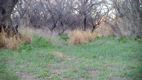 Meowing Bobcat Looking for Kitten