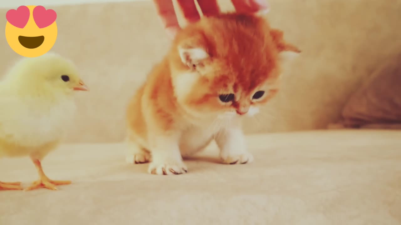 Kittens walk with a tiny chicken | chicken video