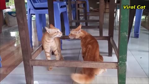 Two ✌️ cat fighting 😸🐈 funny video 😂