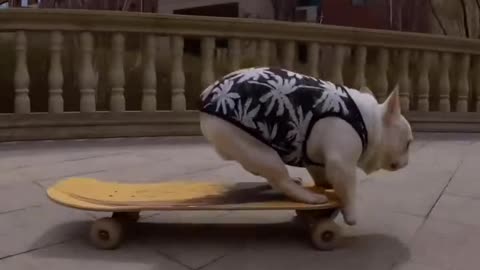 skateboard puppy