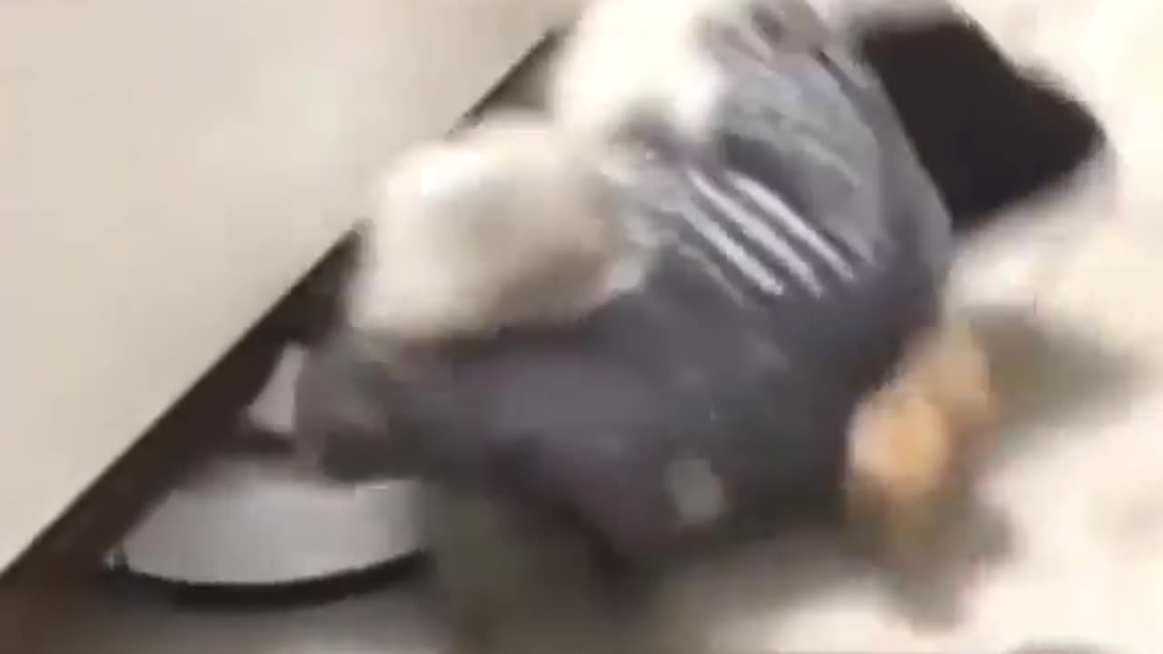 Animals fun