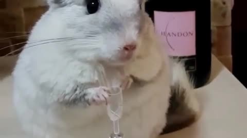 A cute hamster holding glass